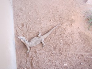 Kings Canyon & Alice Springs-090